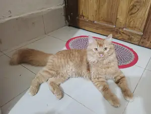Persian Male Cat