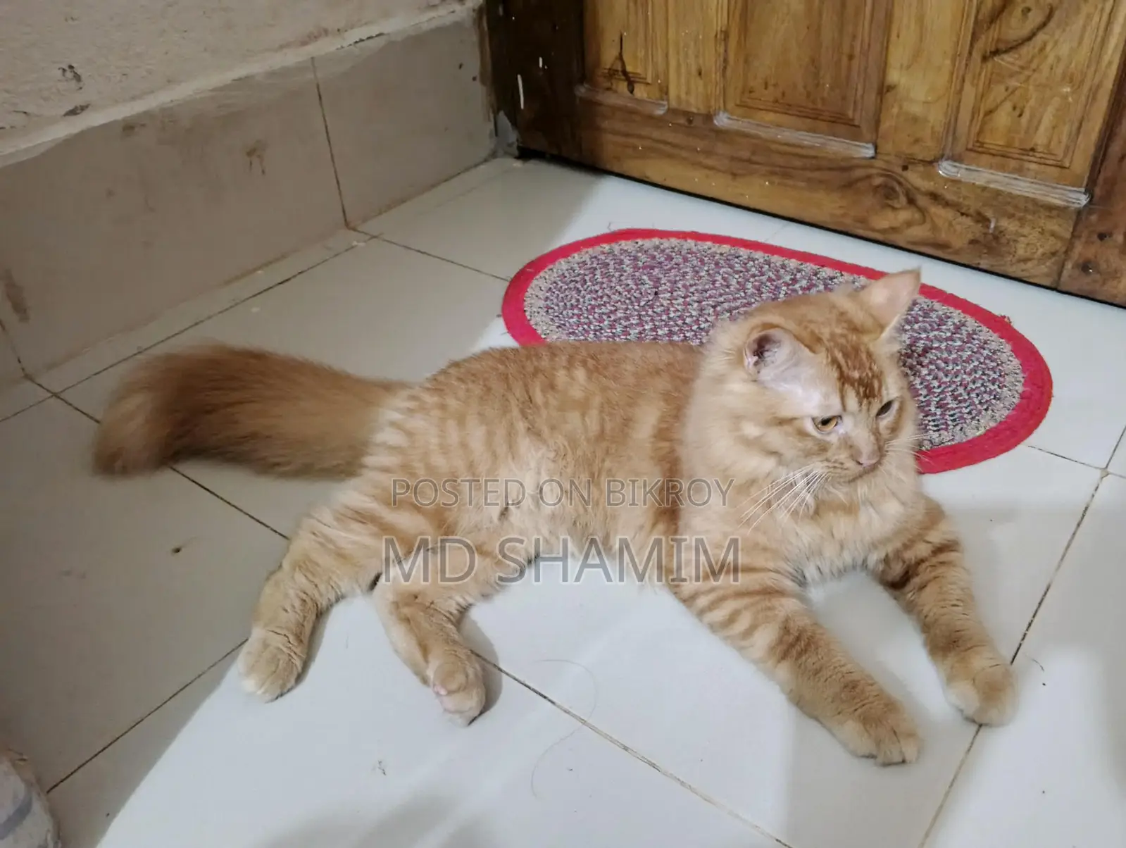 Persian Male Cat