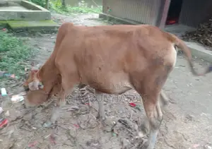 সিন্দি লাল গরু
