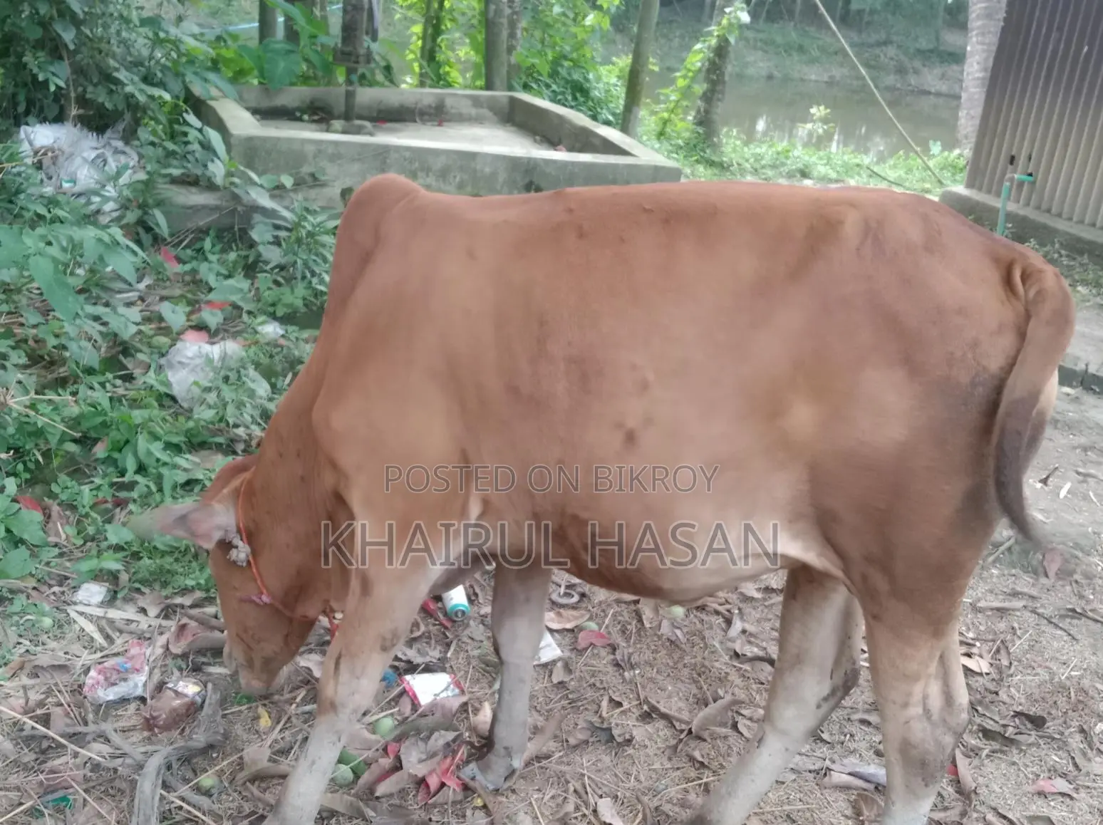 সিন্দি লাল গরু