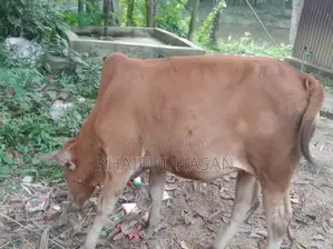 সিন্দি লাল গরু