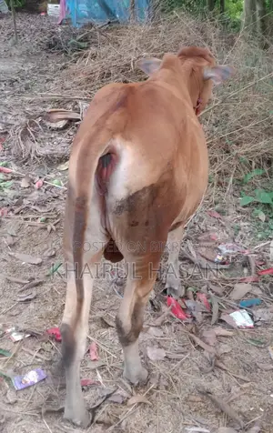 সিন্দি লাল গরু