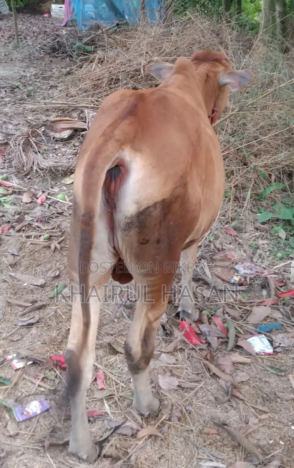 সিন্দি লাল গরু