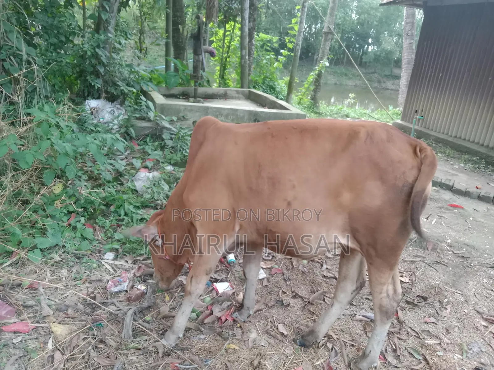 সিন্দি লাল গরু
