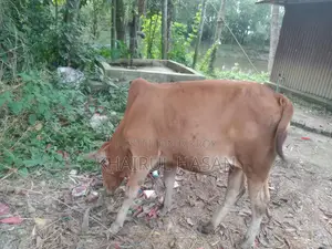 সিন্দি লাল গরু