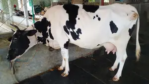 ১১৭৭নং ফ্রিজিয়ান জাতের গাভী বিক্রয় হবে ।