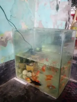 Aquarium Fish