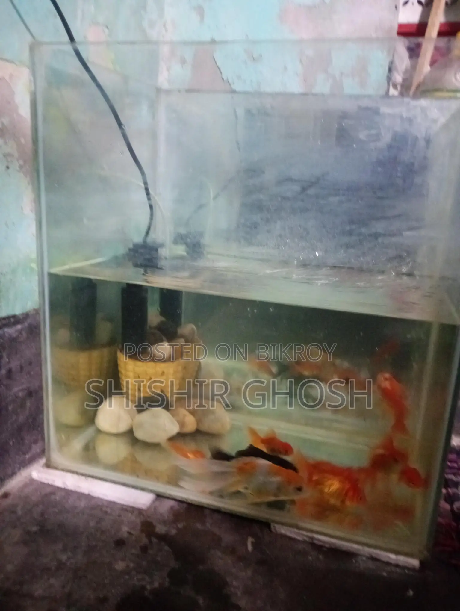 Aquarium Fish