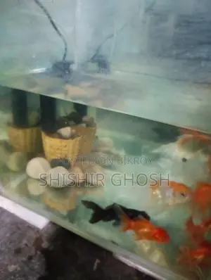 Aquarium Fish