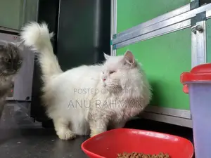 Persian male cat