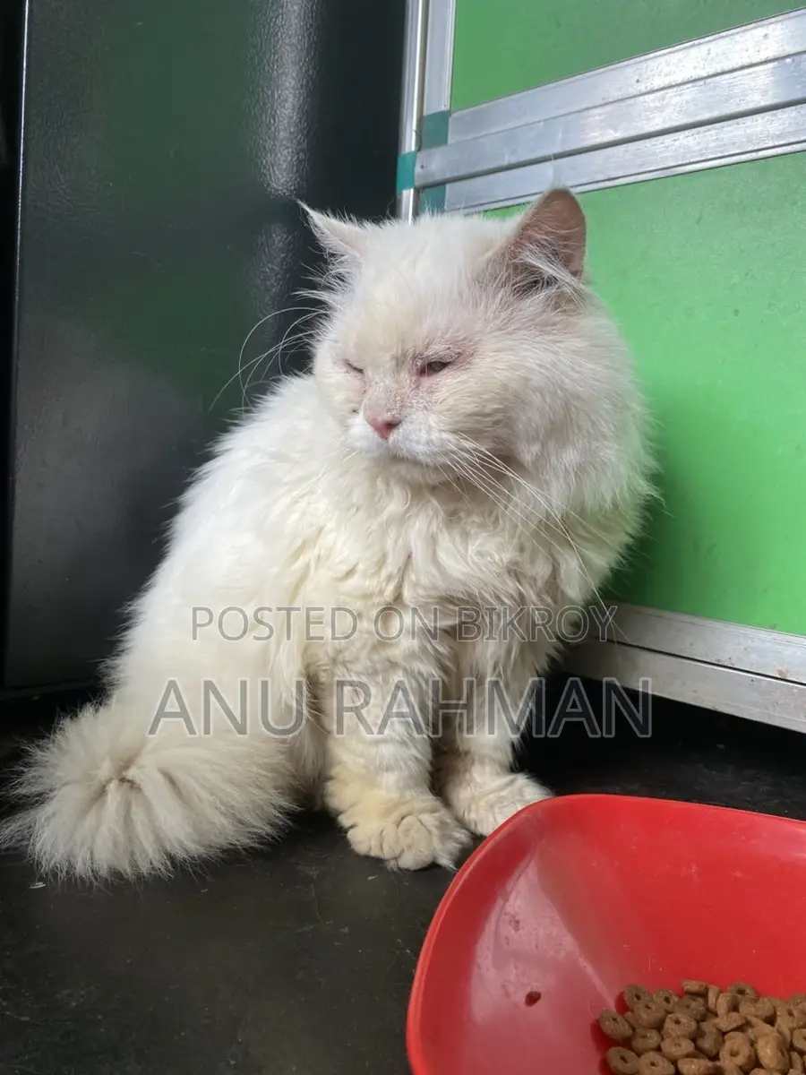 Persian male cat