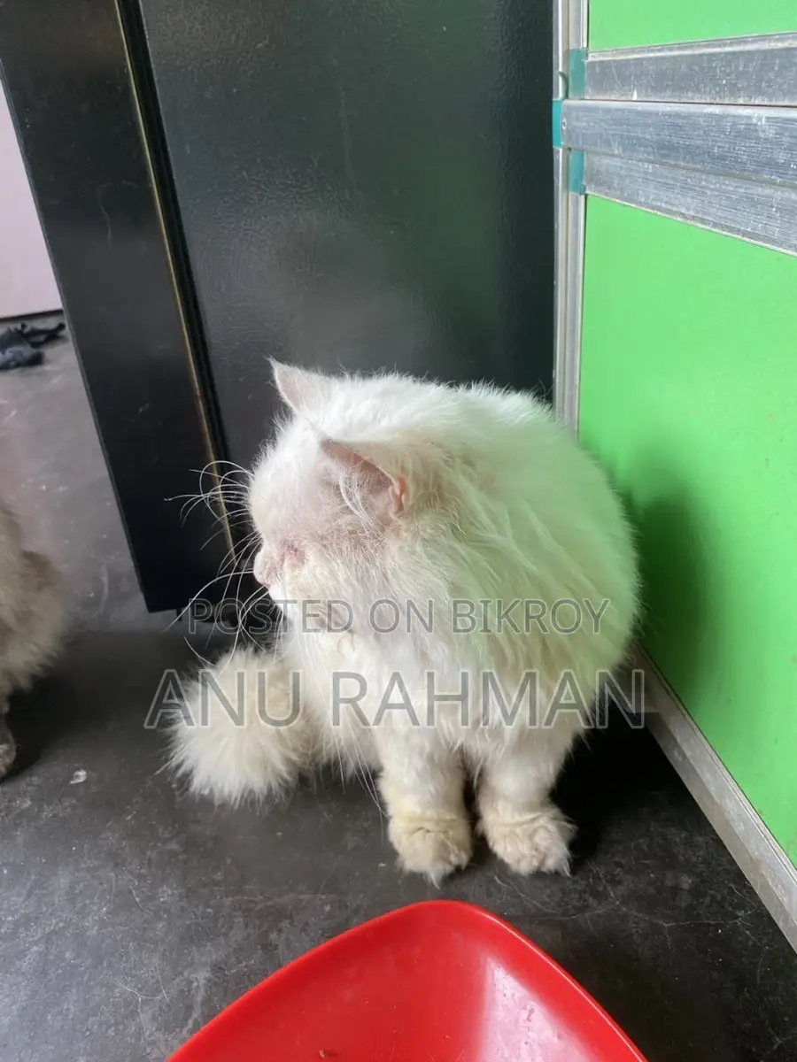 Persian male cat