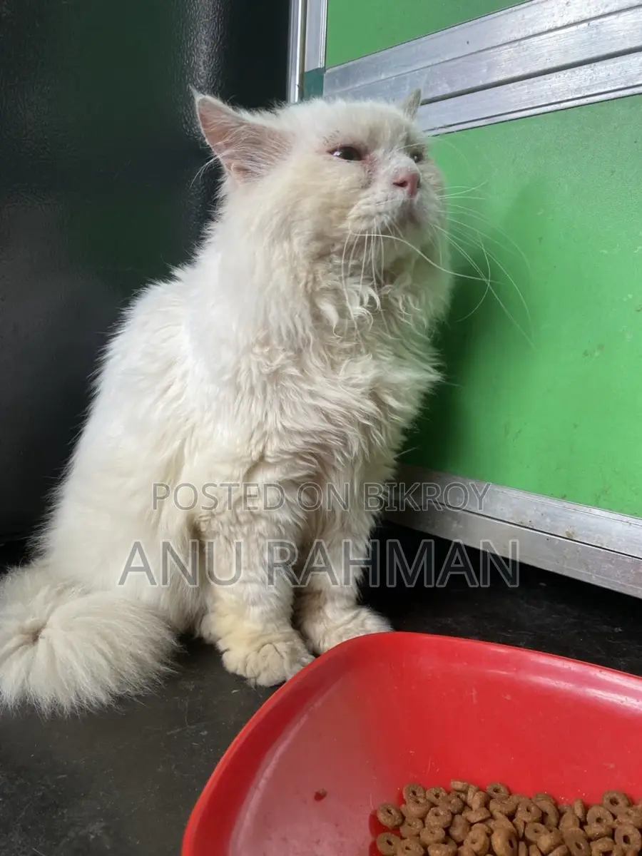 Persian male cat