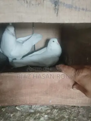 কবুতর