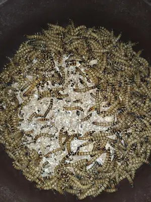বিটল পোকা বিক্রি করা হবে
