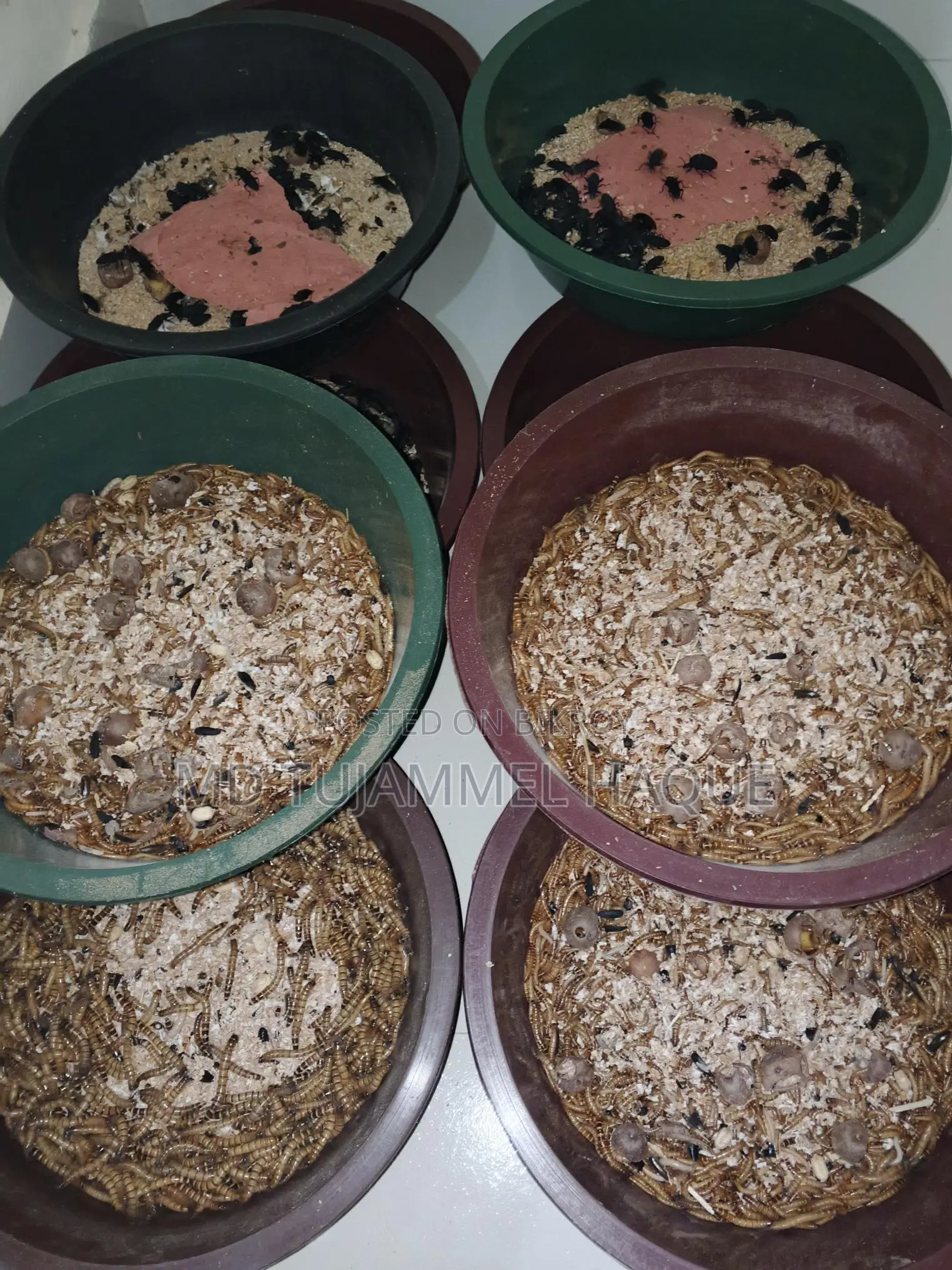 Beetle insects for sale
