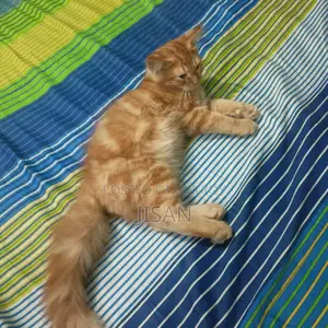 High-Quality Mixed Persian Cat