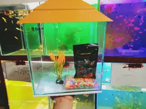 Aquarium Set Up