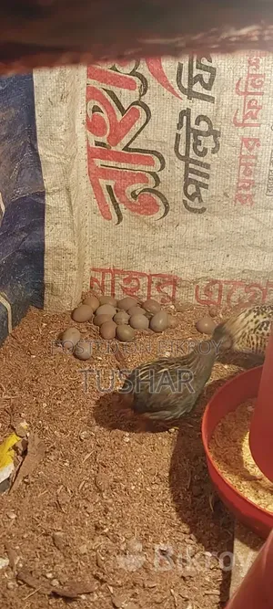 King Quail