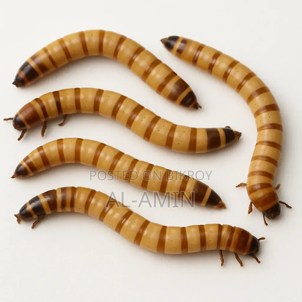 Beatle Larvae Chickens Livefeed