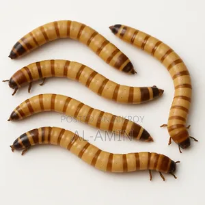 Beatle Larvae Chickens Livefeed