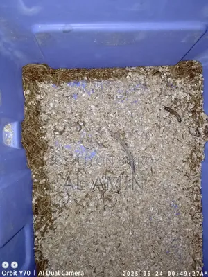 Beatle Larvae Chickens Livefeed