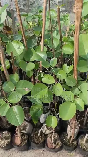 Original Red Sandalwood Saplings