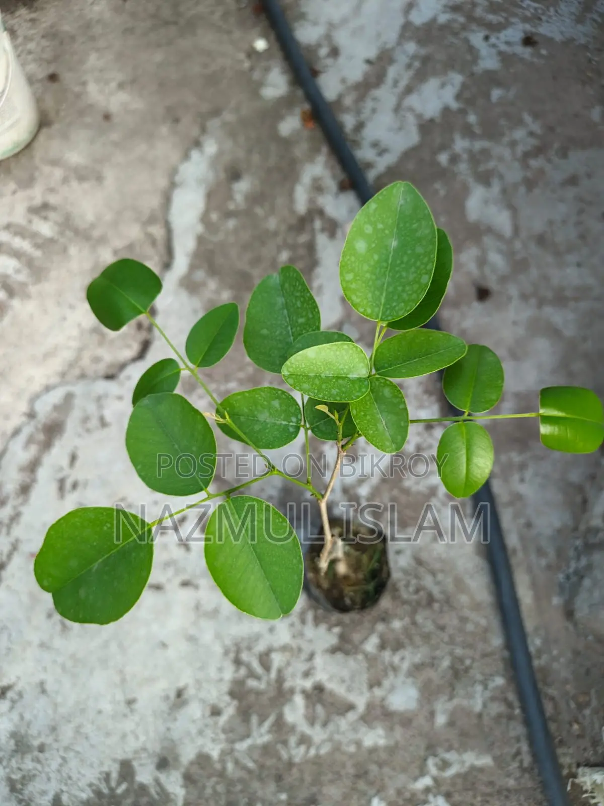 Original Red Sandalwood Saplings