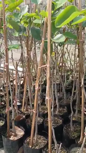 Original Red Sandalwood Saplings