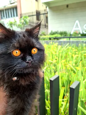 Black Doll Face Persian Cat with Golden Eyes