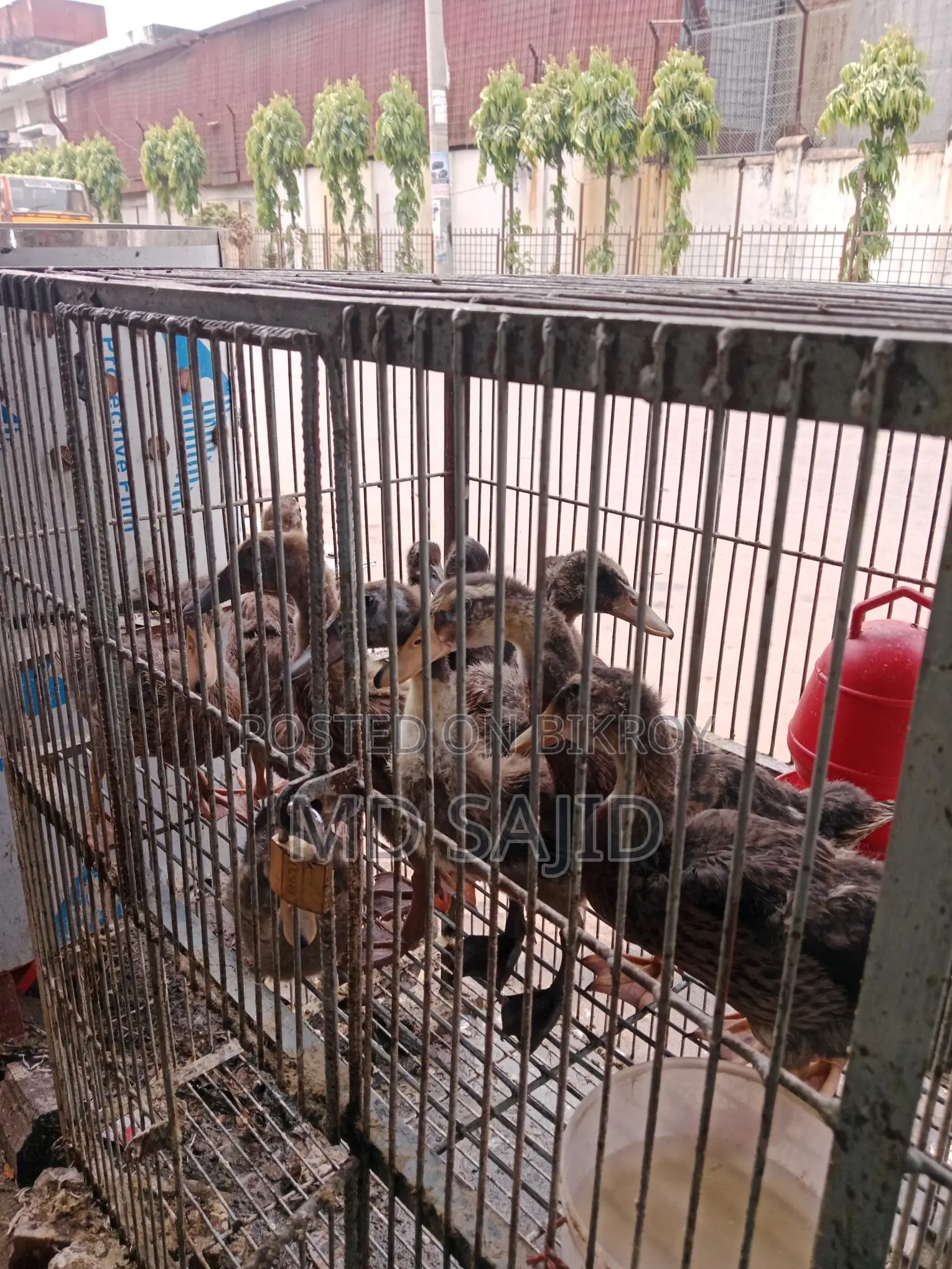 Desi ducks for sale