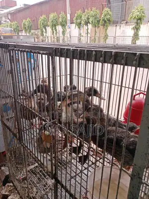 Desi ducks for sale