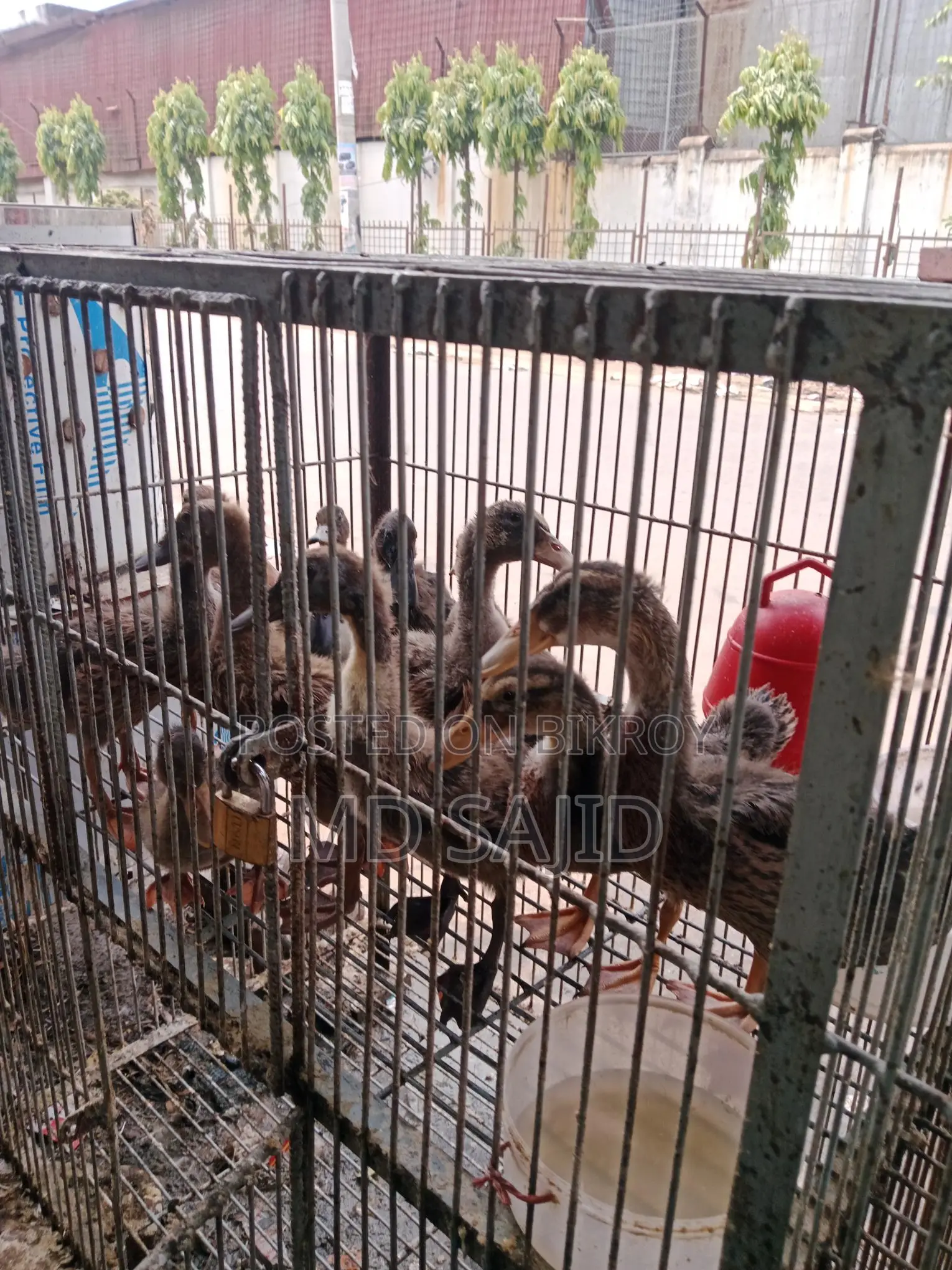 Desi ducks for sale