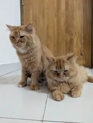 6-12 Months Male Purebred Persian