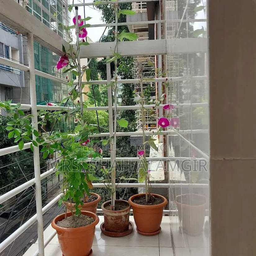 Selling Morning Glory And Aparajita Flower Seed
