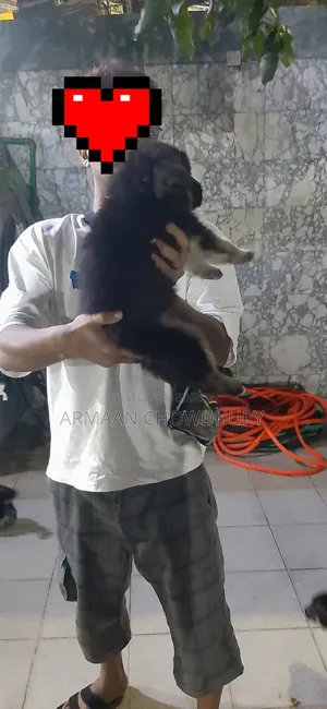 1-3 months Male Purebred German Shepherd