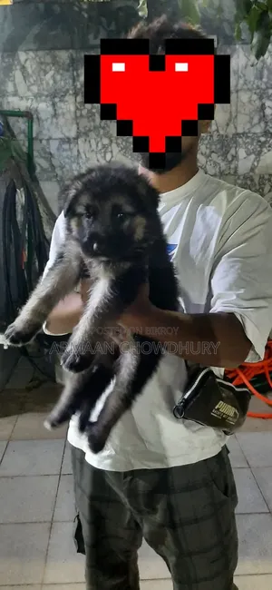 1-3 months Male Purebred German Shepherd