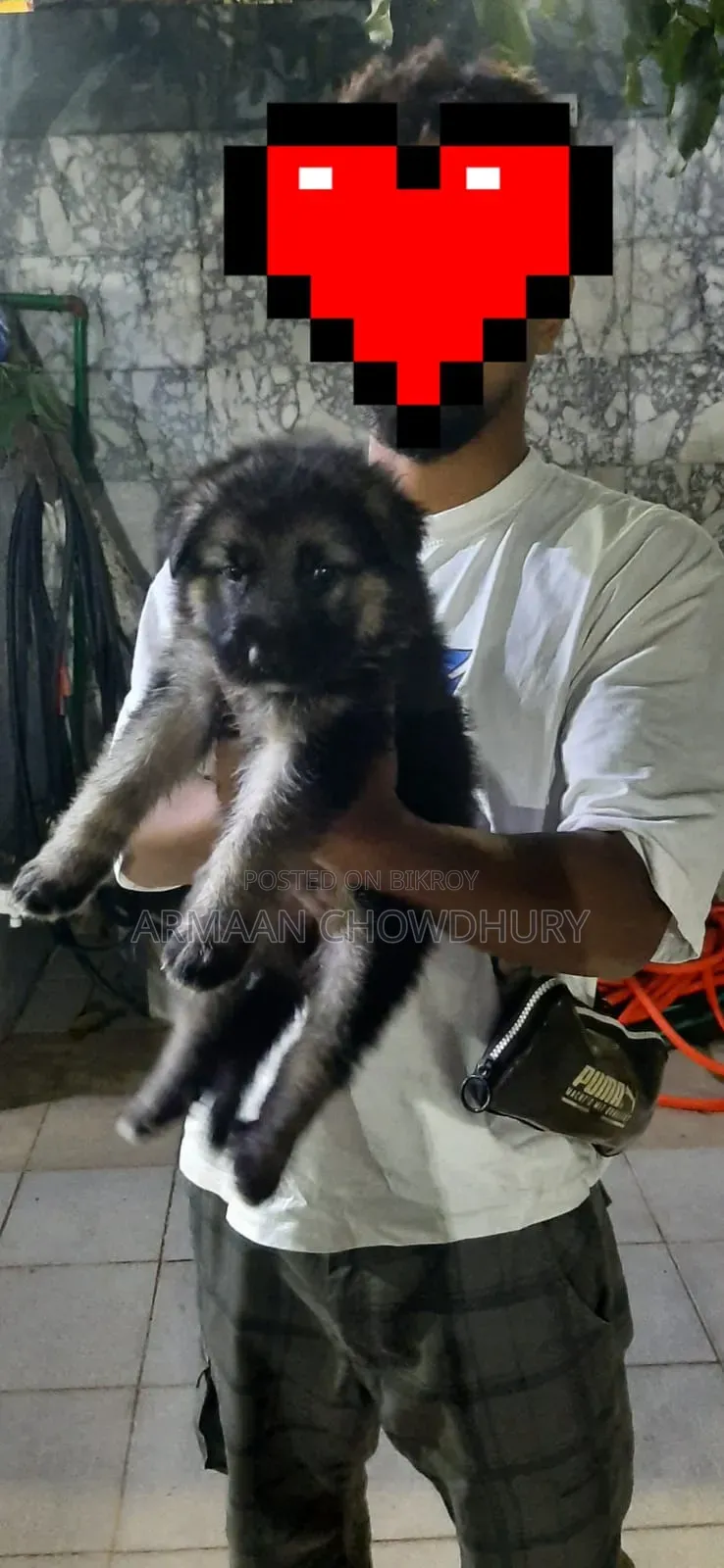 1-3 months Male Purebred German Shepherd