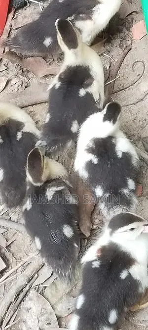 Chinese Duck