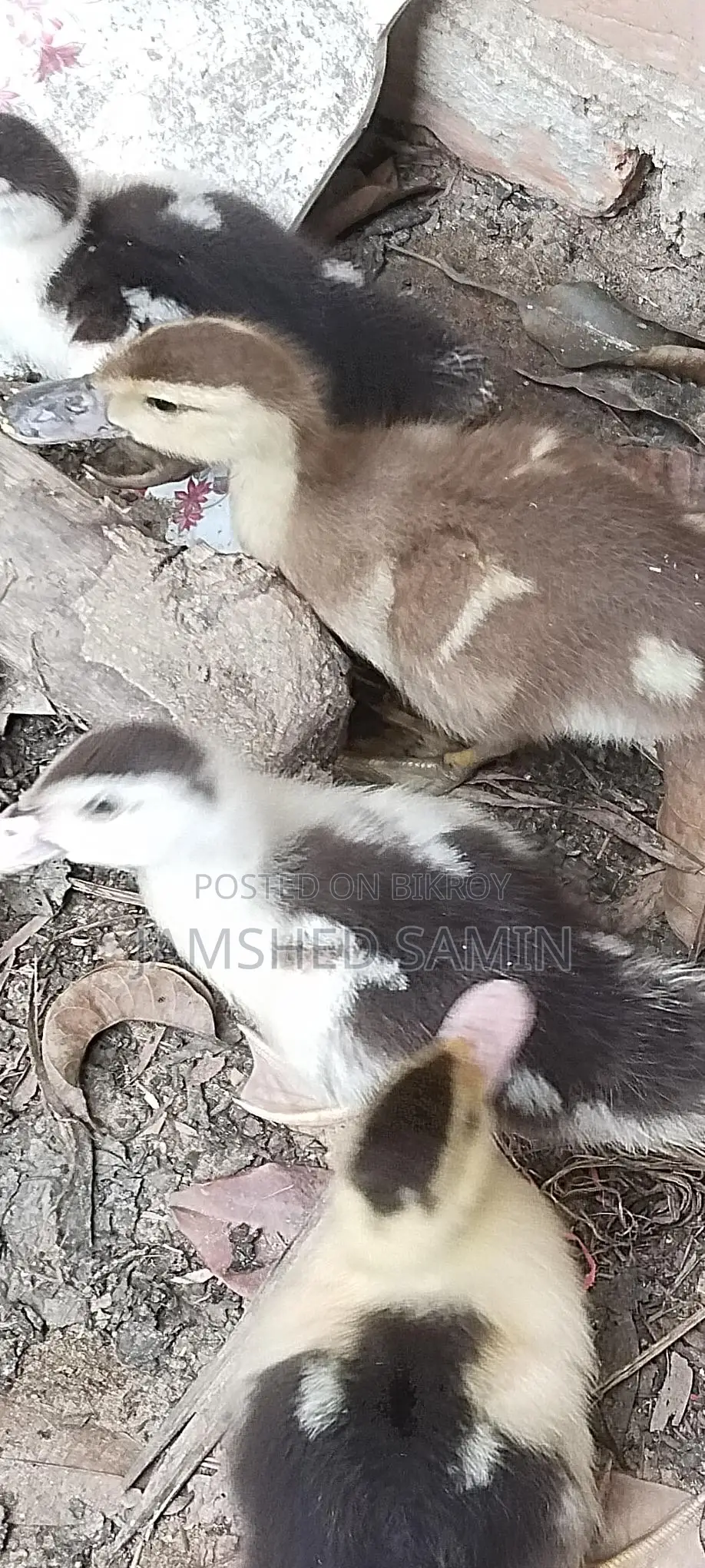 Chinese Duck