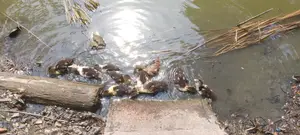 Chinese Duck