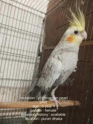 Cockatiel Birds