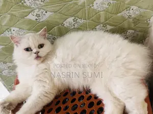 1+ Year Female Purebred Persian