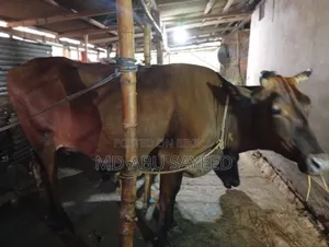 ৩ টি বড় জাতের বাচ্চাসহ গাভী