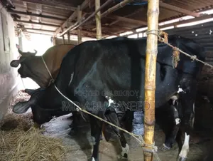 ৩ টি বড় জাতের বাচ্চাসহ গাভী