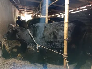 ৩ টি বড় জাতের বাচ্চাসহ গাভী