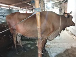 ৩ টি বড় জাতের বাচ্চাসহ গাভী