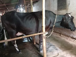 ৩ টি বড় জাতের বাচ্চাসহ গাভী