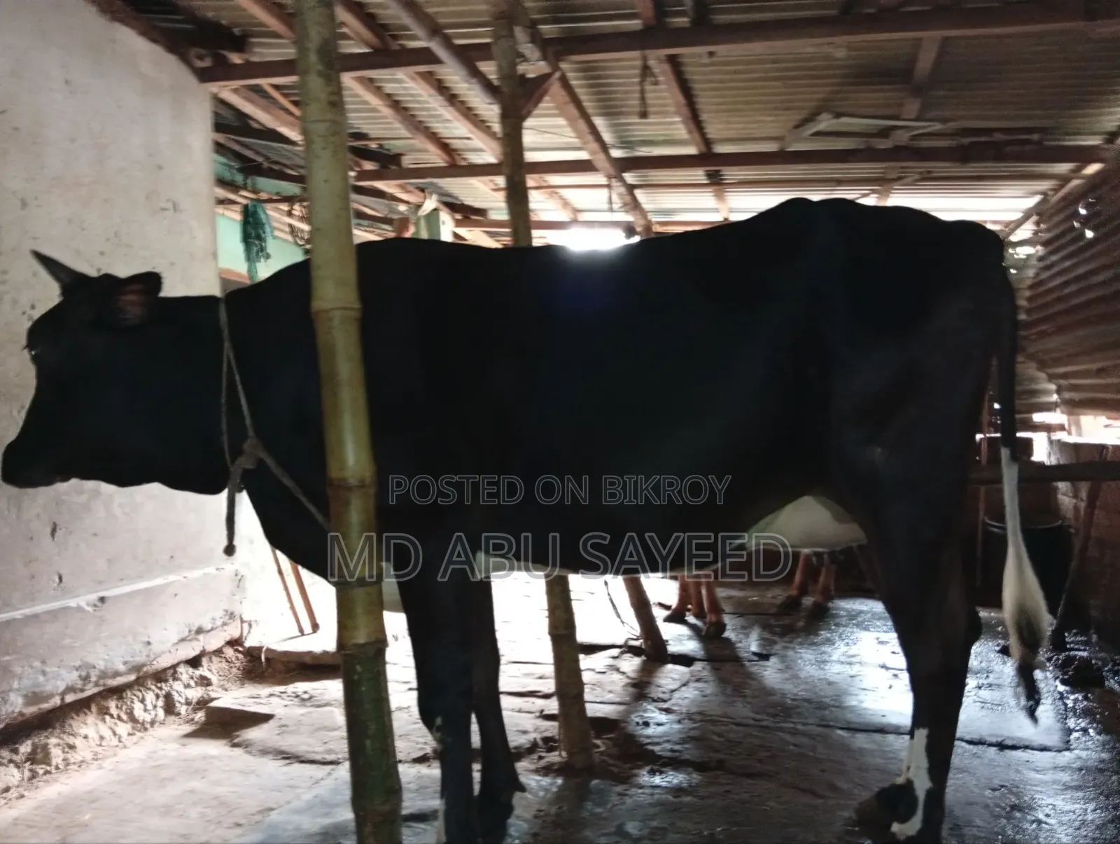 ৩ টি বড় জাতের বাচ্চাসহ গাভী
