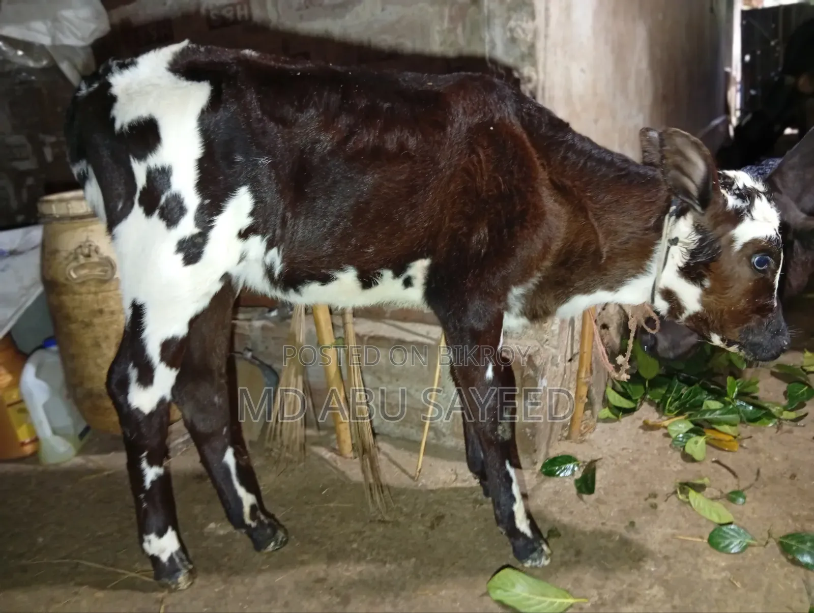 ৩ টি বড় জাতের বাচ্চাসহ গাভী